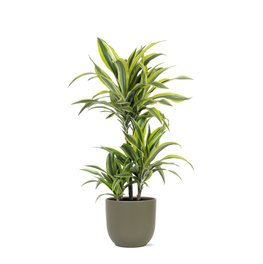 Dracaena Lemon Lime