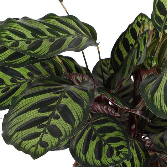 Calathea Makoyana in Boule antraciet