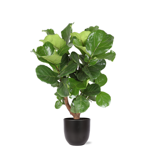 Ficus Lyrata (Vertakt) in Boule ANTRACIET pot