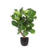 Ficus Lyrata (Vertakt) in Boule ANTRACIET pot