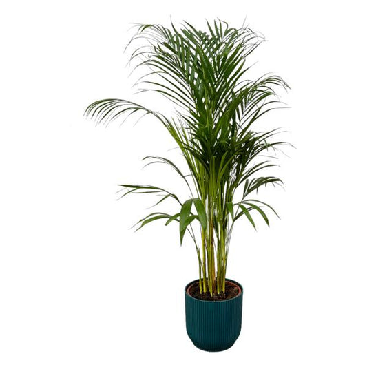 Areca palm - ↨110cm - Ø21cm inclusief elho Vibes Fold Round blauw