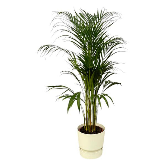 Areca palm - ↨110cm - Ø21cm inclusief elho Greenville Round wit