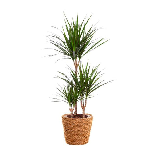 Dracaena Marginata