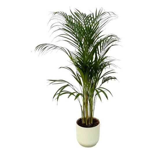 Areca palm - ↨110cm - Ø21cm inclusief elho Vibes Fold Round wit