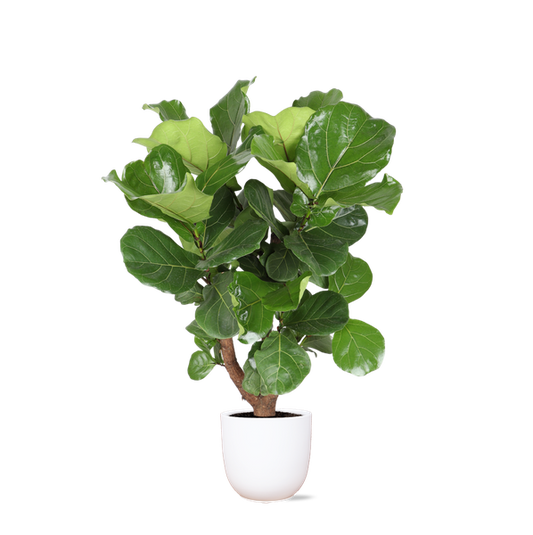 Ficus Lyrata (vertakt) in Boule WIT pot