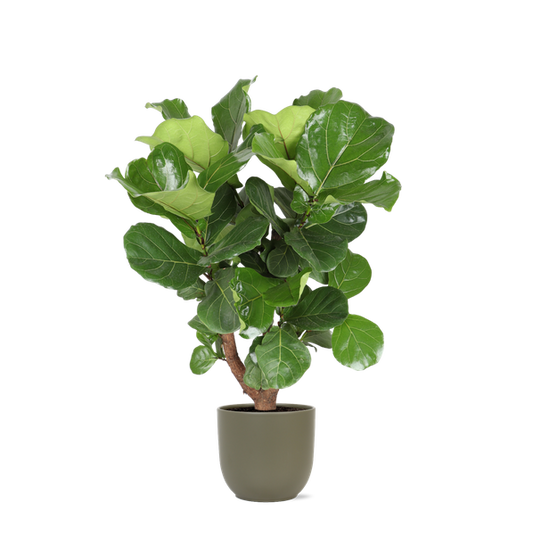 Ficus Lyrata (vertakt) in Boule OLIJF pot