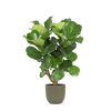 Ficus Lyrata (vertakt) in Boule OLIJF pot