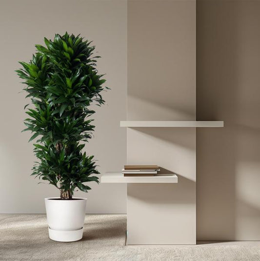 Dracaena Compacta vertakt