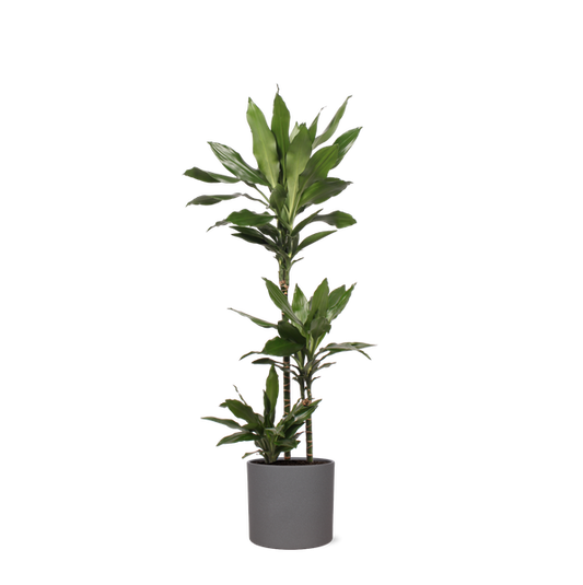 Dracaena Janet Lind in Era ANTRACIET pot