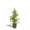 Ficus benjamina Goldenking - Ø21cm - ↕95cm + Pot Mayk Lead