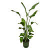 Strelitzia Nicolai inclusief elho Greenville Round groen