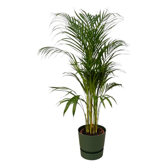 Areca palm - ↨110cm - Ø21cm inclusief elho Greenville Round groen