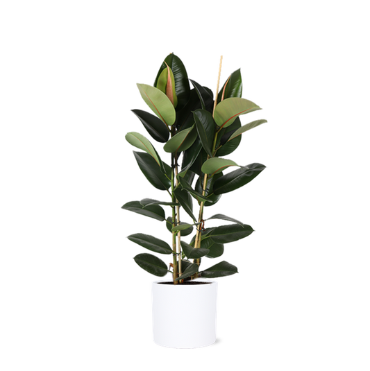 Ficus Elastica Robusta in Era WIT pot