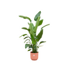 Strelitzia Nicolai inclusief elho Vibes Fold Round roze