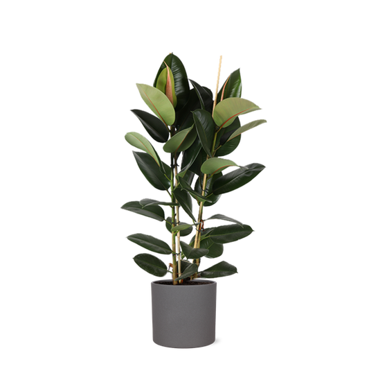 Ficus Elastica Robusta Ø24cm - ↕110cm in Era ANTRACIET pot