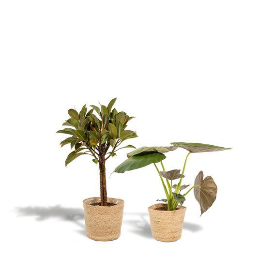 Ficus Elastica Melany - Ø21cm - ↕85cm + Alocasia Wentii - Ø19cm - ↕60cm + Mand Selin