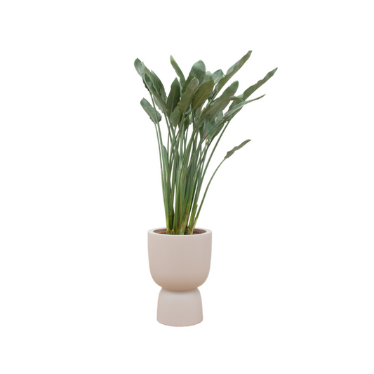 Combi deal - Strelitzia Reginae inclusief elho Pure Coupe beige