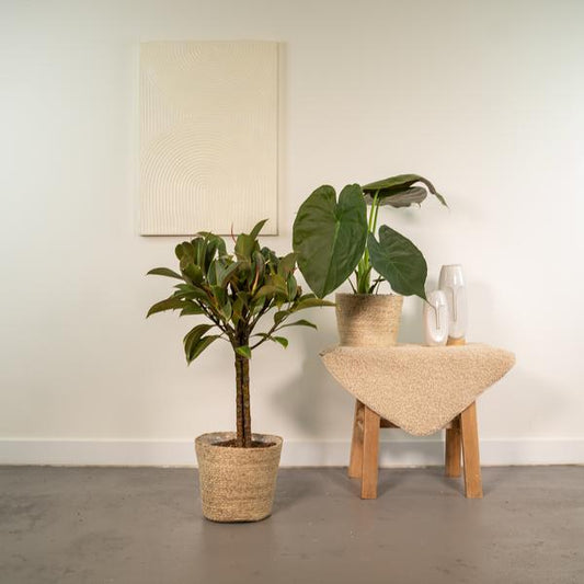 Ficus Elastica Melany - Ø21cm - ↕85cm + Alocasia Wentii - Ø19cm - ↕60cm + Mand Selin