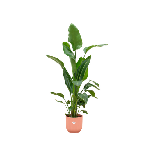 Combi deal - Strelitzia Nicolai inclusief elho Vibes Fold Round roze