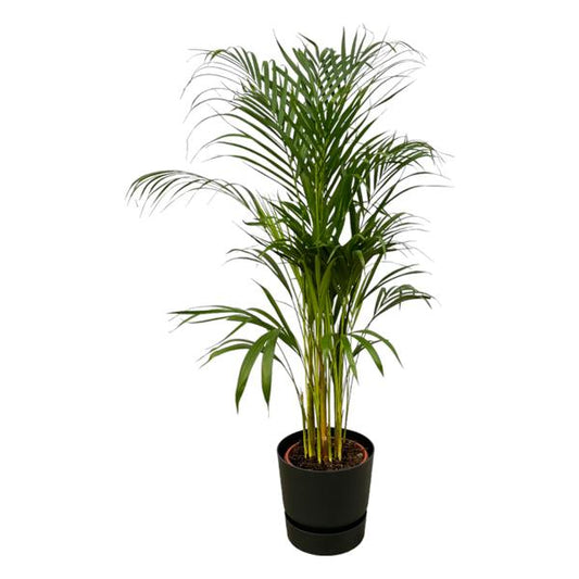 Areca palm - ↨110cm - Ø21cm inclusief elho Greenville Round zwart