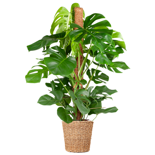 Monstera Deliciosa XL met mand Torun