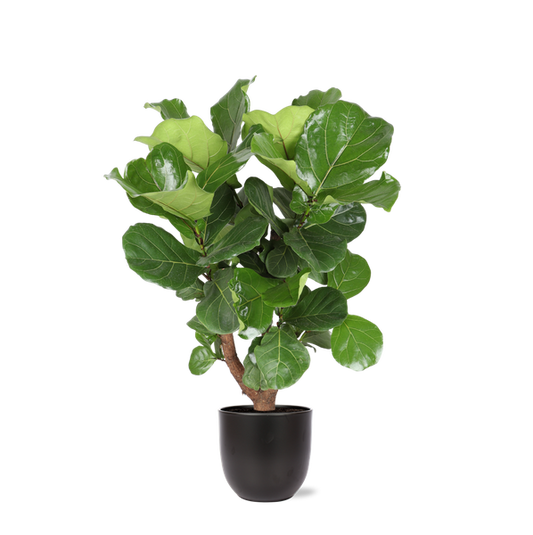 Ficus Lyrata (vertakt) in Boule ANTRACIET pot