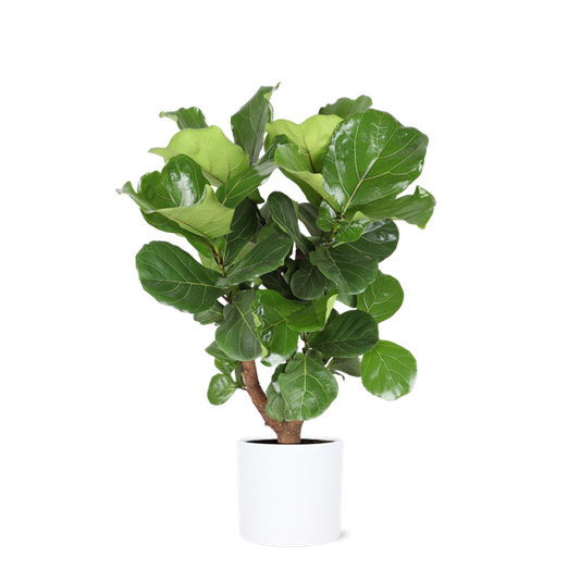 Ficus Lyrata (vertakt) in Era WIT pot