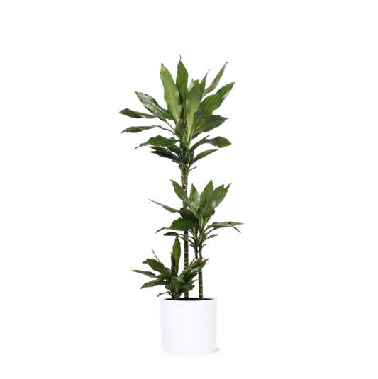 Dracaena Janet Lind in Era WIT pot