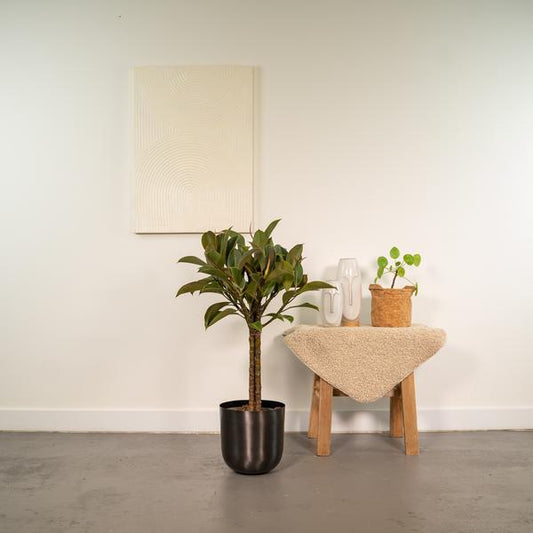 Ficus elastica Melany stam - ↨90cm - Ø21cm + Pot Mayk Lead