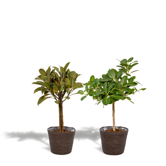 Ficus Elastica Melany - Ø21cm - ↕85cm + Ficus Benghalensis Audrey - Ø21cm - ↕85cm + Mand Igmar