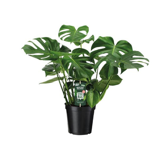 Monstera Deliciosa - Gatenplant