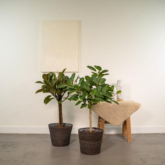 Ficus Elastica Melany - Ø21cm - ↕85cm + Ficus Benghalensis Audrey - Ø21cm - ↕85cm + Mand Igmar