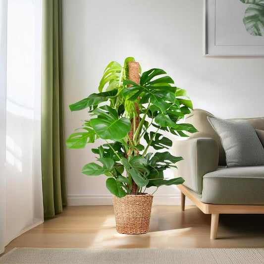 Monstera Deliciosa XL met mand Torun