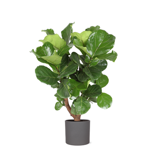 Ficus Lyrata (vertakt) in Era ANTRACIET pot