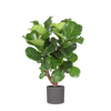 Ficus Lyrata (vertakt) in Era ANTRACIET pot