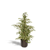 Ficus benjamina Twilight - Ø21cm - ↕95cm + Pot Mayk Lead