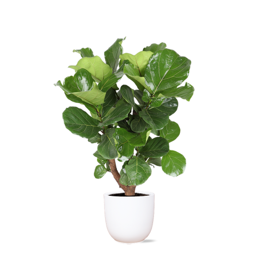 Ficus Lyrata (vertakt) in Boule WIT pot