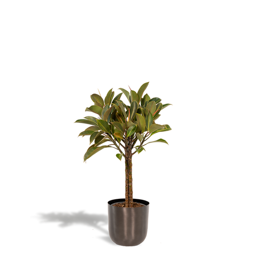 Ficus elastica Melany stam - ↨90cm - Ø21cm + Pot Mayk Lead