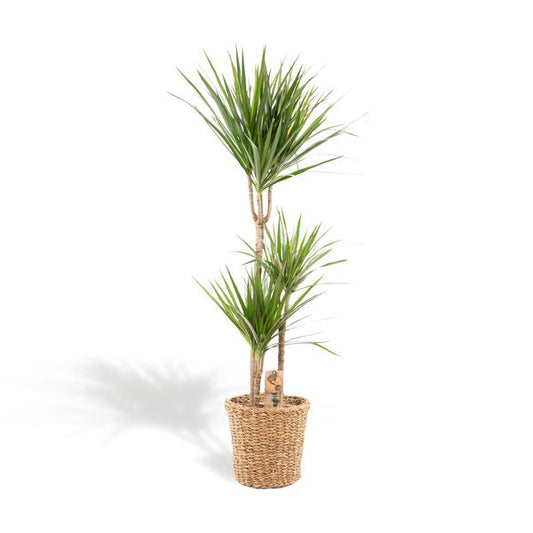 Dracaena met mand