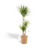 Dracaena met mand