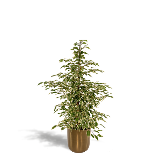 Ficus benjamina Twilight - Ø21cm - ↕95cm + Pot Mayk Gold