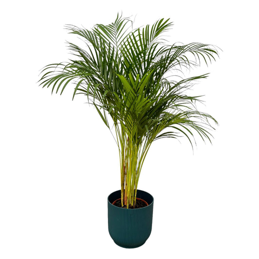 Areca palm - inclusief elho pot