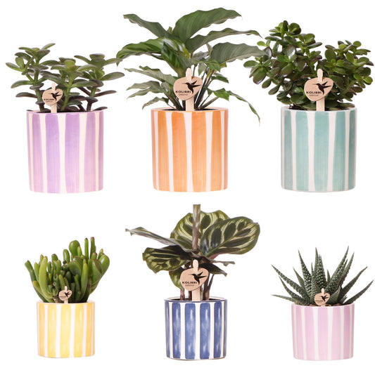 Mix van groene planten + Painted Stripe sierpotten | bloeiende kamerplanten