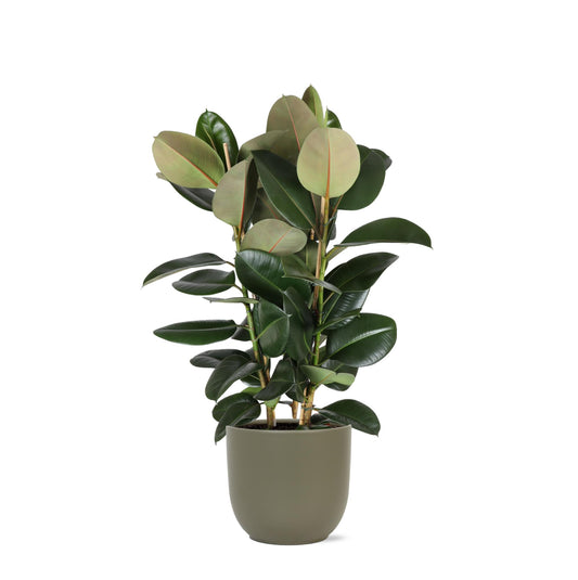 Ficus Elastica Robusta in Boule OLIJF pot