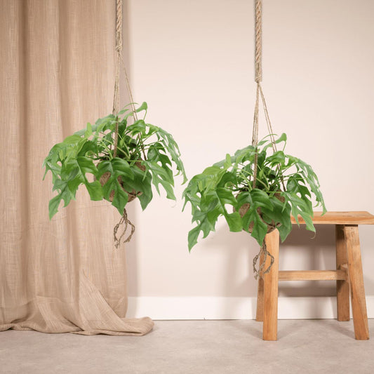 Kokodama Monstera Minima Hang - 2 stuks