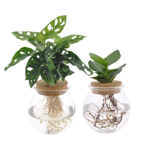 Bolglas Duo Monstera Adansonii/Clusia - 2 stuks