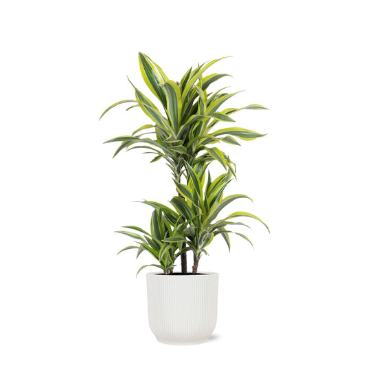 Dracaena Lemon Lime