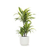 Dracaena Lemon Lime