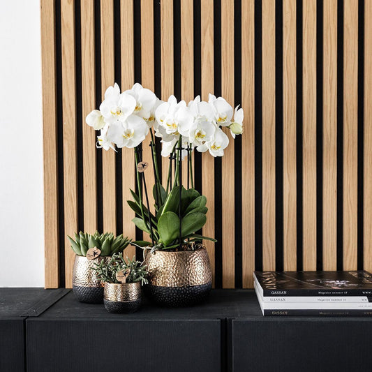 Geel rode Phalaenopsis orchidee – Spain + Elite sierpot copper