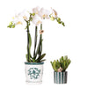 Set van witte orchidee Amabilis in Malaga pot en succulent in Painted Stripe pot groen | bloeiende kamerplant - vers van de kweker